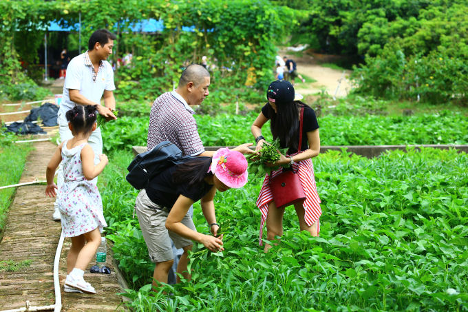 蔬菜采摘
