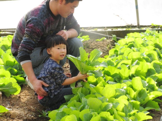 蔬菜采摘